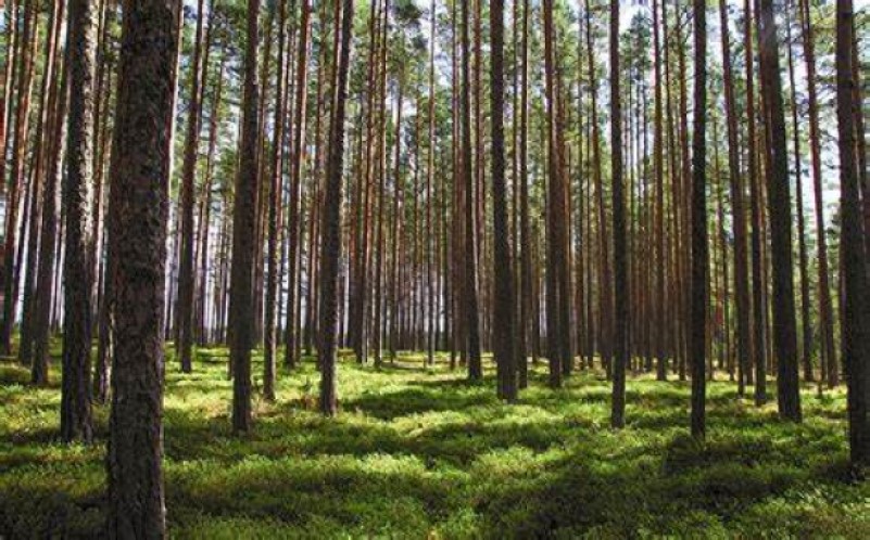 Forest Management Plan