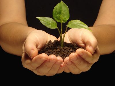 Hands holding tree seedling