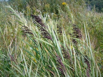 Phragmites