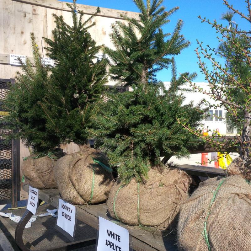 Arbour Day Tree Sale