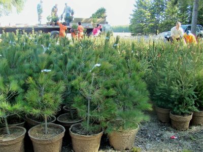 Photo of trees for sale 