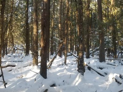 Managed Forest Photo in Winter