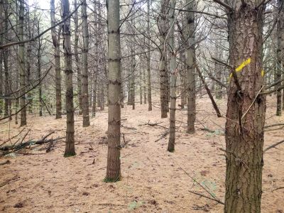 Forest Marking Photo