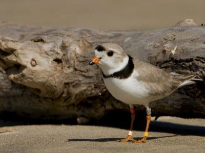 Plover