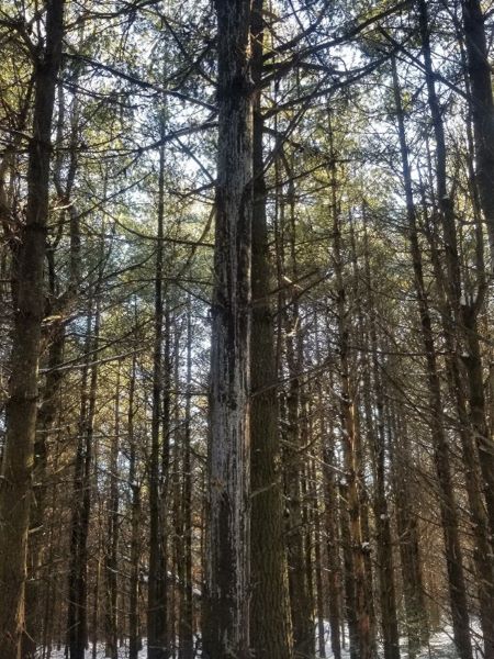 Forest with White Pine rot