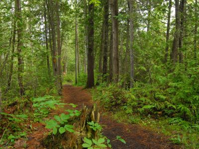 Managed Forest