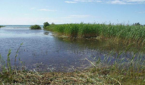 Phragmites removal at Brucedale Conservation Area