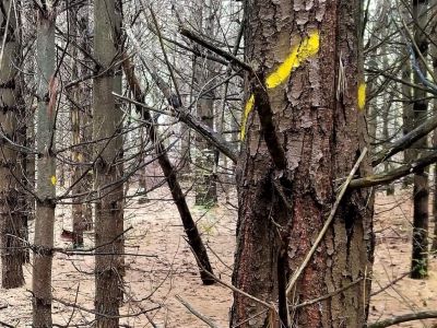 Photo of a marked tree