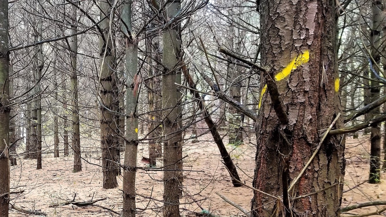 Tree Marking