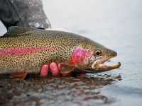 Photo of man with a rainbow trout