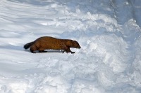 Mink in winter photo