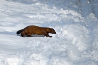 The Big Chill Mink in winter photo
