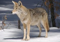 Photo of a coyote in the forest in winter