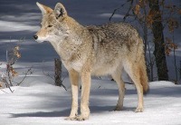 What big teeth you have Photo of a coyote in the forest in winter