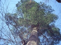 Photo of the top of a tree