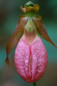 Photo of an orchid