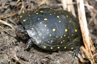 Species at Risk Photo of a spotted turtle