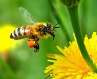 Photo of a be in flight