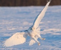Photo of an owl in flight