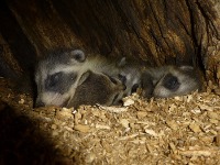 Photo of mammals hibernating