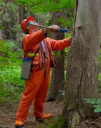 Photo of technician measuring a tree in the forest