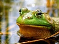Pond and Stream Study Photo of a pond frog