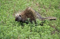 Photo of a porcupine