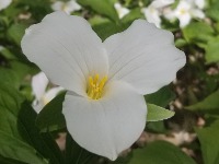 Celebrating Spring Trillium photo