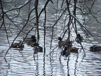 Photo of ducks in the water
