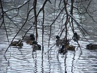 Winging It Waterfowl Study Photo of ducks in the water