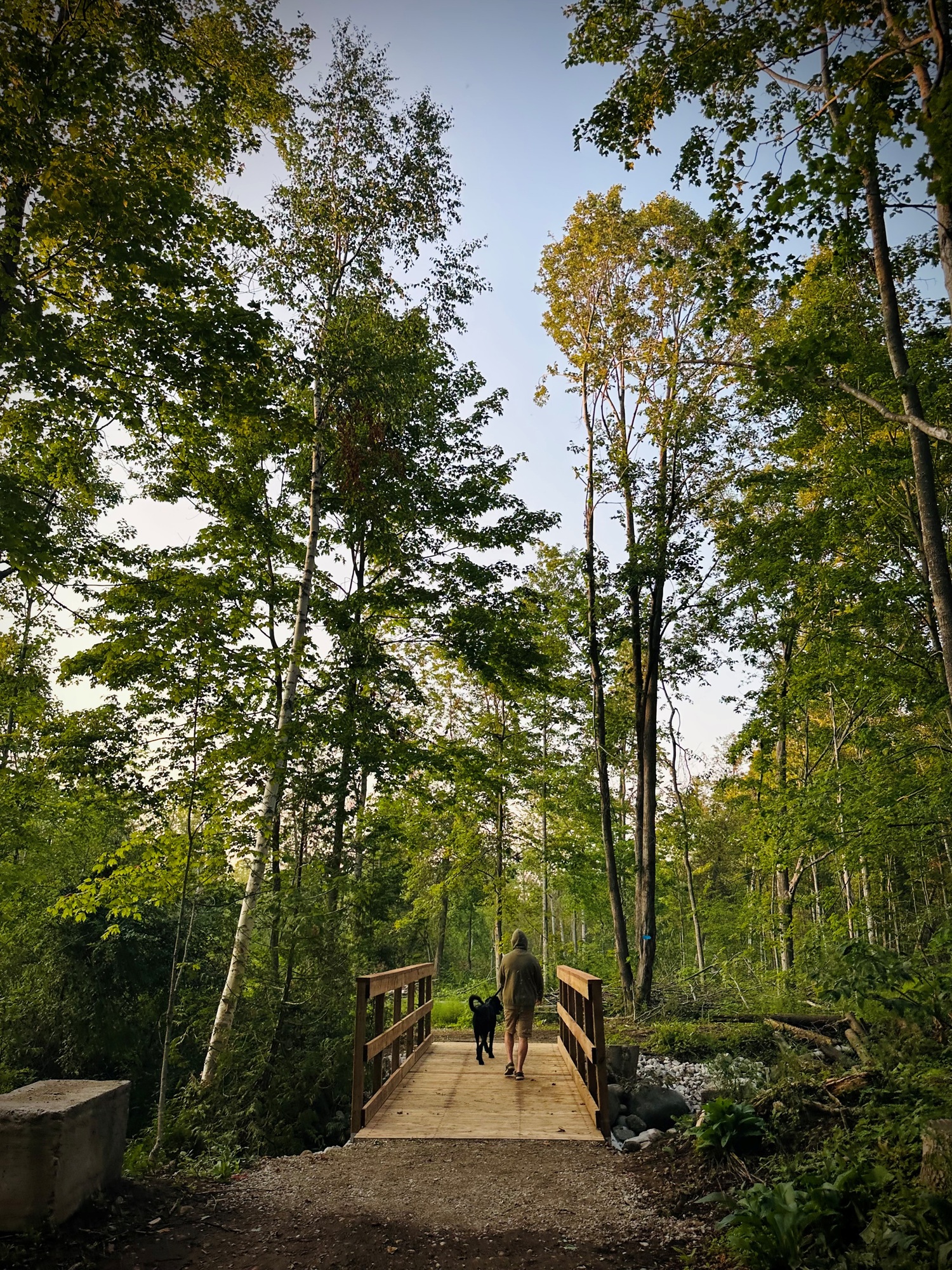 Man walking dog across bridge