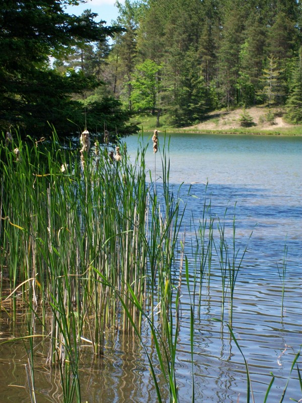 Allan Park Trout Pond Photo