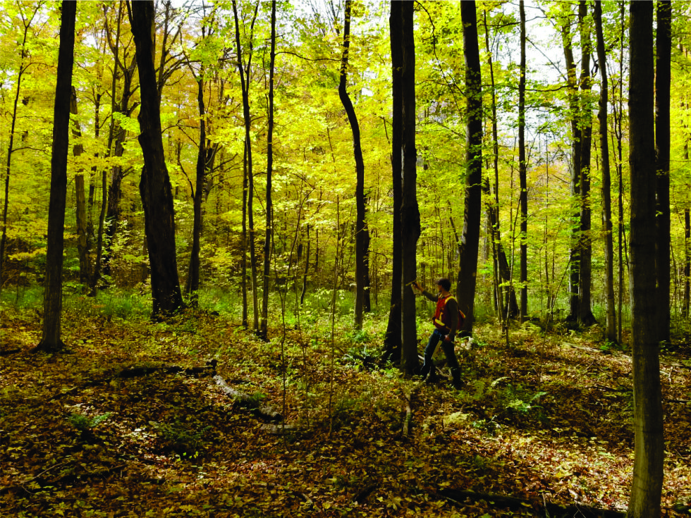 Hardwood Hill Forest Photo