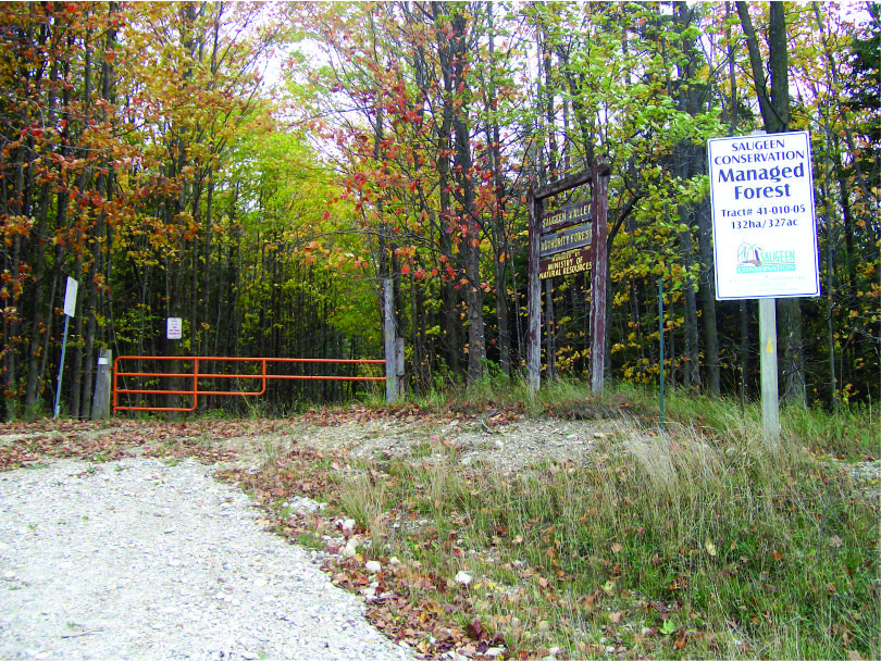 Mildmay-Carrick Forest Photo