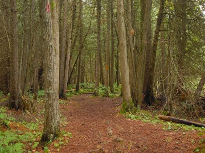 Managed Forest Photo