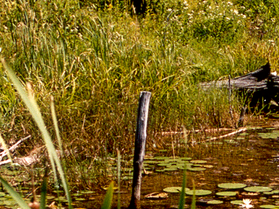 Wetland Complex Photo