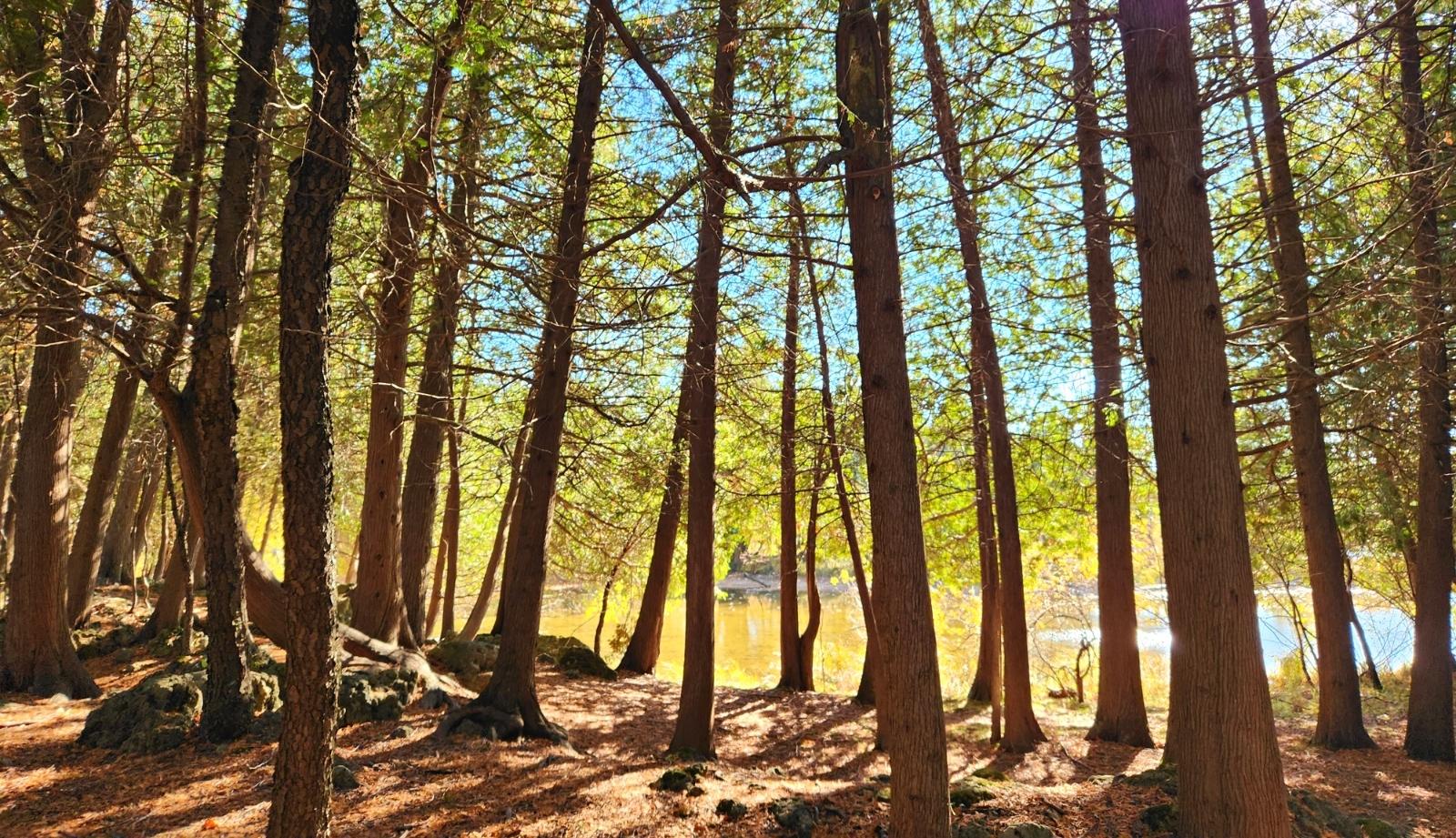 Forest with leaves on floor and water in background