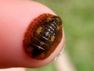 Water Penny