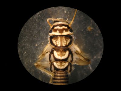 Bethnic sample through microscope